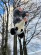 Hanging Possum -Needle Felt
